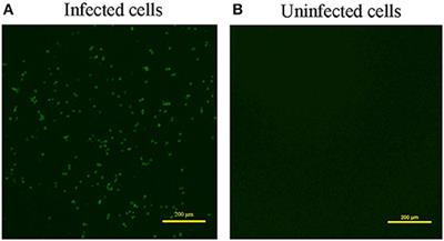 Genomic Sequence and Pathogenicity of the Chicken Anemia Virus Isolated From Chicken in Yunnan Province, China